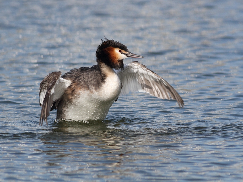 Vogels